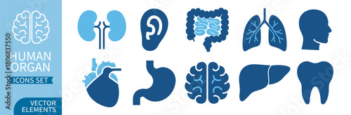 Human organ line icon set, including stomach, kidneys, heart, brain, liver, lungs  and other anatomy symbols on transparent background