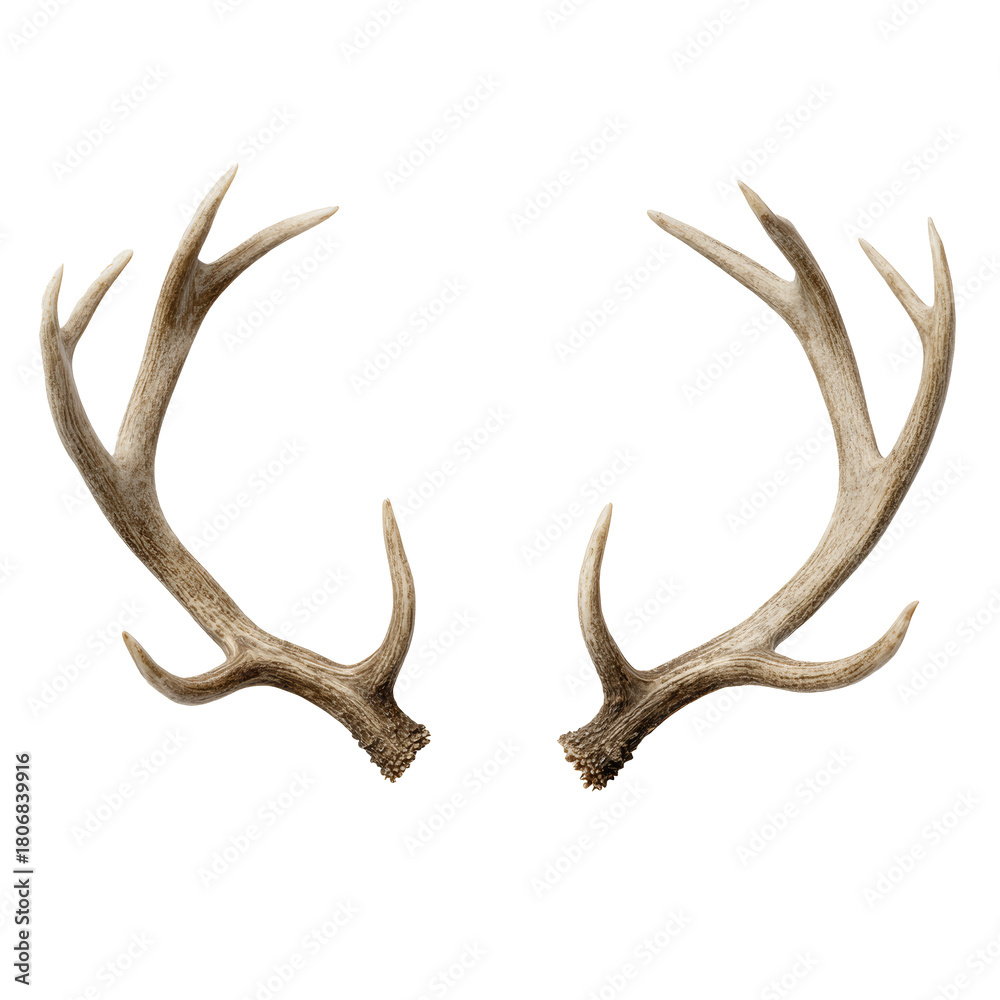 Naklejka premium Deer antlers shed pair on transparent background