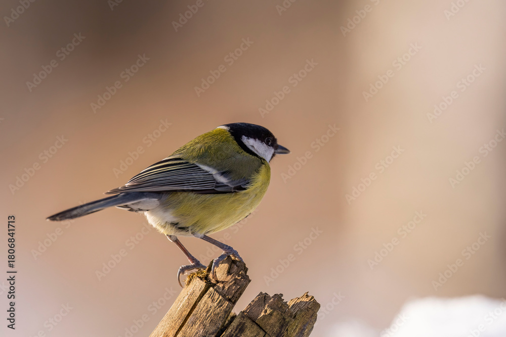 Obraz premium great tit parus major