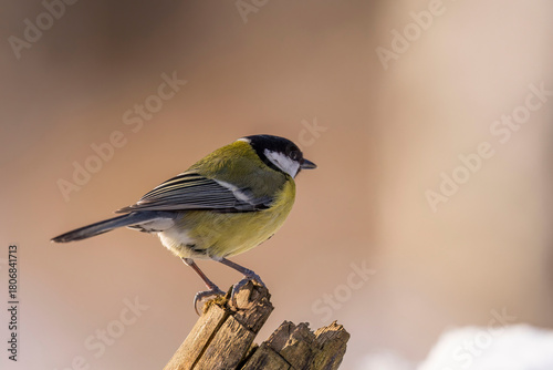 great tit parus major