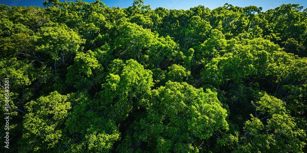 Naklejka premium A lush, green forest canopy with vibrant green leaves and a mix of trees and shrubs, set against a clear blue sky.