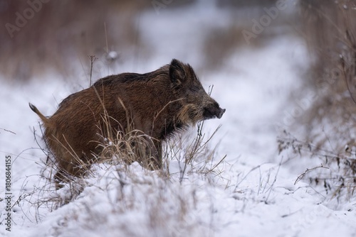 wild boar