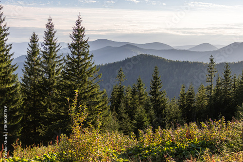 Green spruce forest and alpine shrubs over look misty rolling mountain sunder a soft morning sky. Sunlit ridge lines and gentle haze create a peaceful, inspiring wilderness panorama for travel ads.