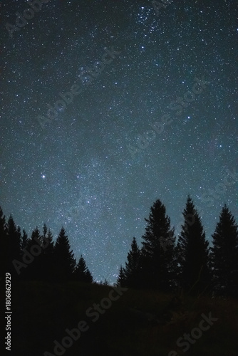 Starry night sky above a quiet pine forest, stars shimmering over silhouettes. Calm wilderness mood invites stargazing and adventure, perfect for astrophotography themes and outdoor inspiration.