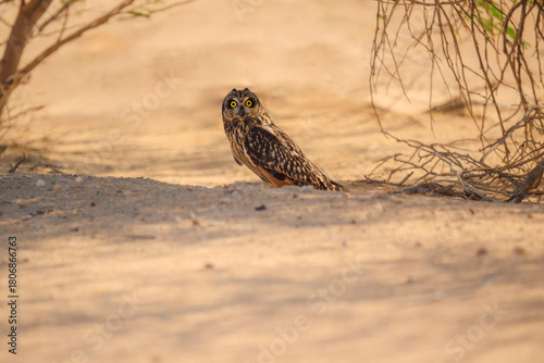Картината върху платно A small owl is standing in the sand, looking at the camera