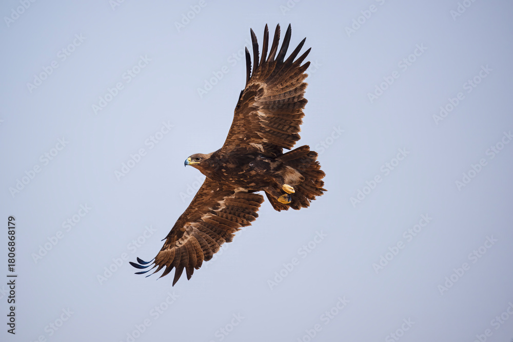 Obraz premium A large brown steppe eagle is flying high in the sky.