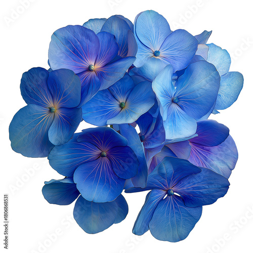 hydrangea with clustered petals in drifting ocean-blue hues, isolated on a white background, clear edges, botanical clipart style.