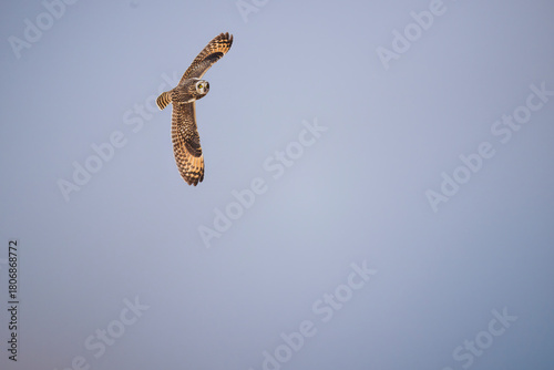 A short-eared owl flying over desert with its wings wide open.
