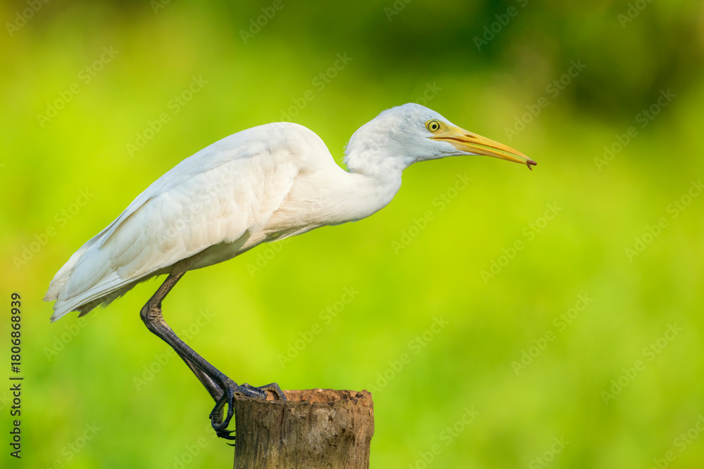 Fototapeta premium Cattle Egret bird is hunting for food. The bird is standing in the tree pearch.