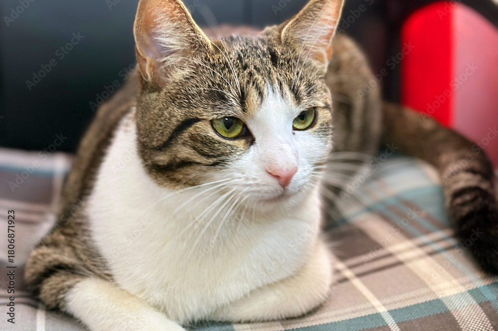 Naklejka premium Homeless or lost cat is in vet clinic or animal shelter. Cat at animal shelter.