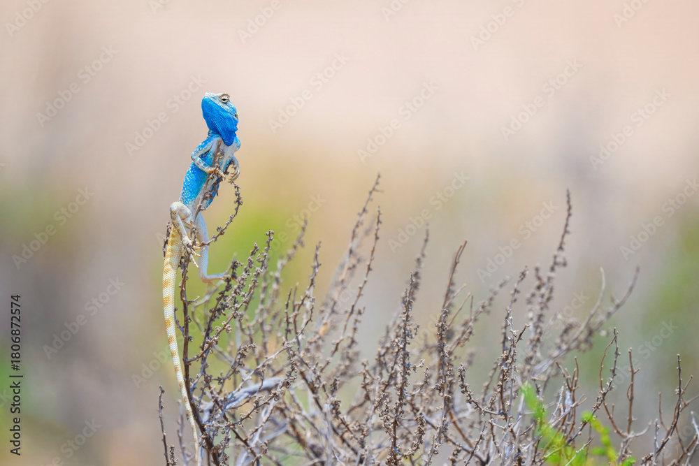 Fototapeta premium A blue lizard is perched on a branch of a bush.