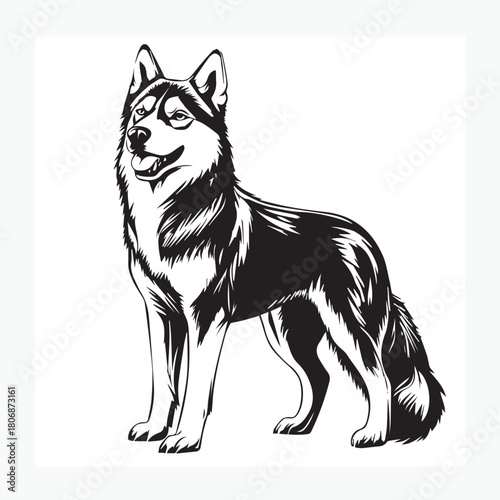 vector illustration of a siberian husky