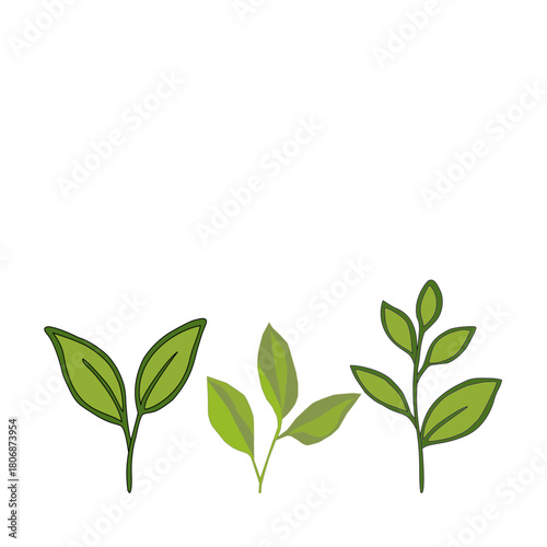 tea leaves pattern background. green leaves vector pattern background. Green tea leaf seamless pattern. seamless patterns with green leaves of tea