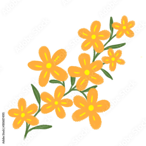 orange flowers on white