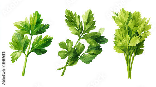 Three watercolor illustrations of parsley sprigs on a white background showcasing detail