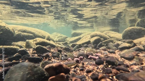 Small fish pack under blue fresh water, xiapu, fujian province China. High quality FullHD footage
