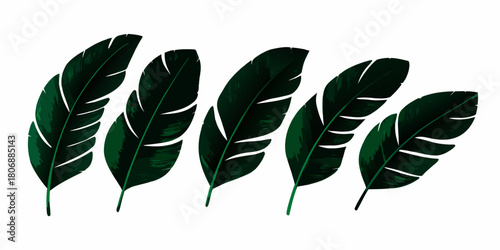 Five tropical banana leaves on a white background lush green foliage