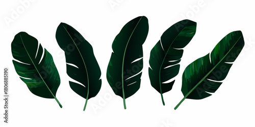 Five dark green banana leaves isolated on white background tropical foliage