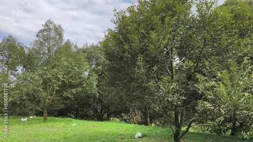The scene captures a flourishing durian orchard. The fruit-laden trees are planted with ample, organized spacing. 