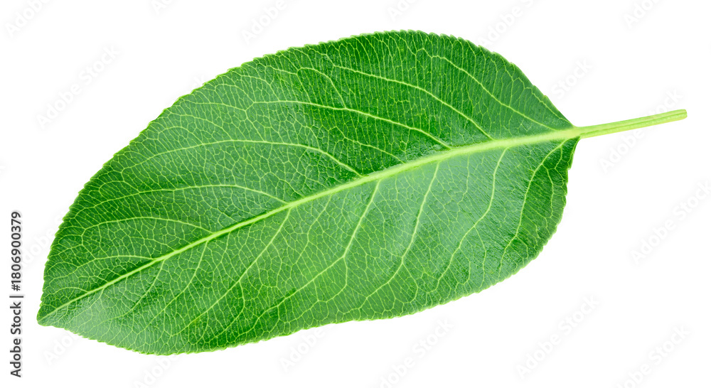 Obraz premium Pear leaf isolated on a transparent background. Leaf pear with PNG. Pear leaf macro shot