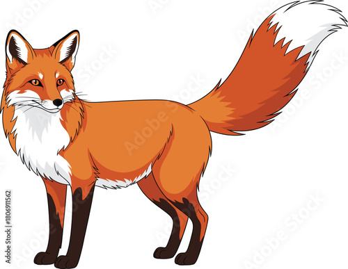 Realistic Red Fox Vector Illustration with Bushy Tail and Bright Orange Fur, Perfect for Wildlife, Nature, Woodland, Hunting, and Animal Graphics