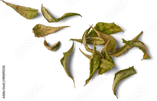 scattered dried plant leaves, withered foliage with curled edges isolated white background, natural decay and herb taken straight from above