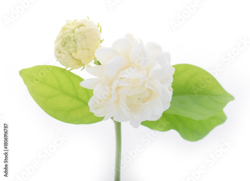 White jasmine isolated on white background.