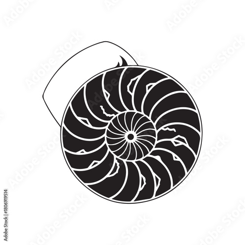 nautilus shell isolated on white