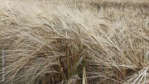beautiful golden wheat ears at meadow at sunny evening, at sunset. close up
