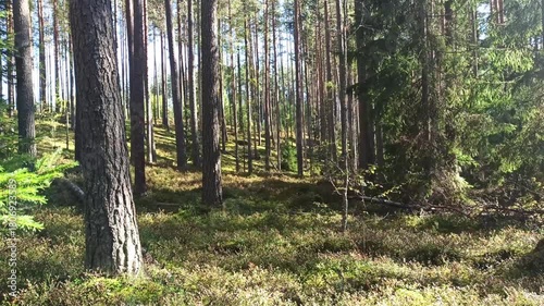 beautiful natural pine forest landscape at cloudy day