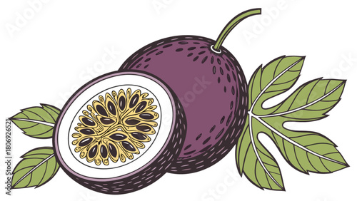 Passion fruit vector illustration tropical fruit healthy food exotic fruit graphic drawing purple and green art