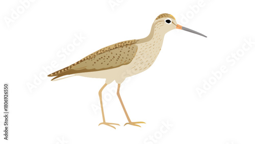 Illustration of a solitary sandpiper bird for birdwatching and ornithology enthusiasts and nature lovers alike