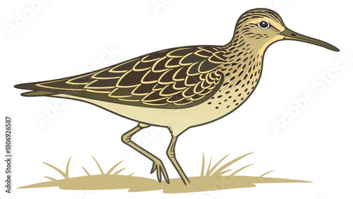 Explore the beauty of a sandpiper bird illustration for nature lovers and birdwatching enthusiasts alike