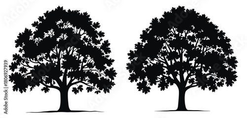 Maple tree vector silhouette collection