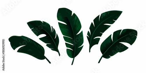Dark green banana leaves isolated on white background for tropical design