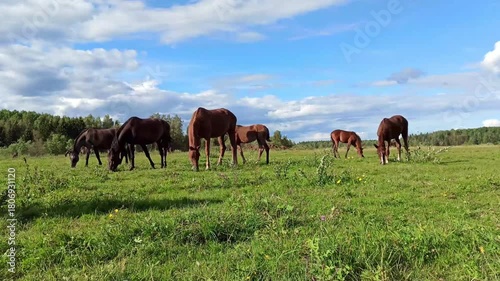 herd of horses grazing at pasture with juicy green grass. sunny evening