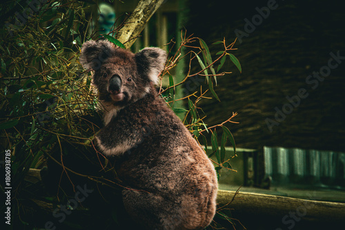 Photography koala