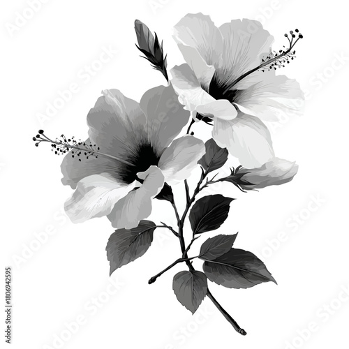 Black and white hibiscus flowers on a branch