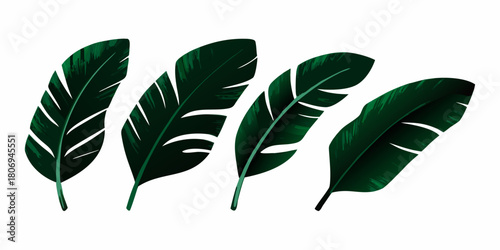 Tropical green banana leaves isolated on white background illustration