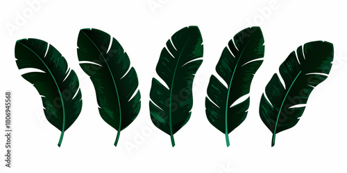 Five dark green banana leaves isolated on white background for design