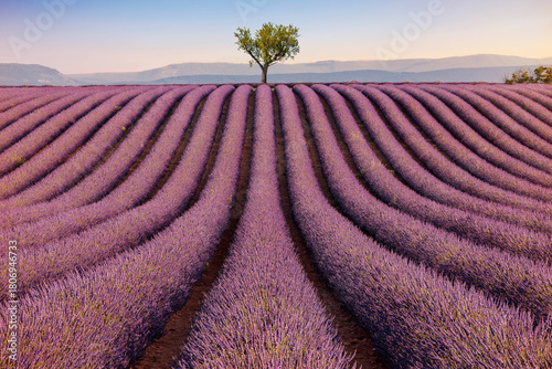 Champs de lavande du plateau de Valensole – lignes graphiques et arbre solitaire