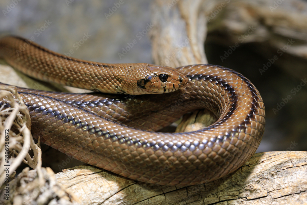 Obraz premium Eidechsennattern (Malpolon) auf Steinboden