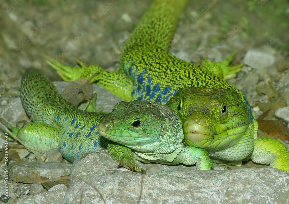 Fototapeta premium Perleidechse (Timon lepidus) Paar