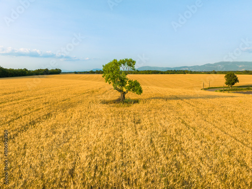 Arbre solitaire dans un champ de blé – Valensole, Provence
