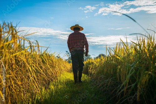 Elderly Asian farmer walking in the rice field in harvest season under warm sunrise sunlight.