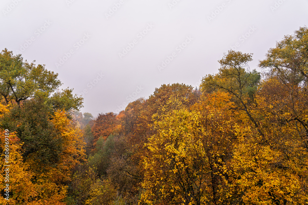 Fototapeta premium Scenic aerial view of forest trees with colorful autumn foliage on foggy day, showcasing nature beauty and the changing season.