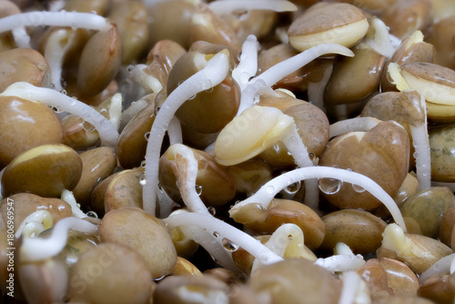 Bunch of sprouted brown lentils