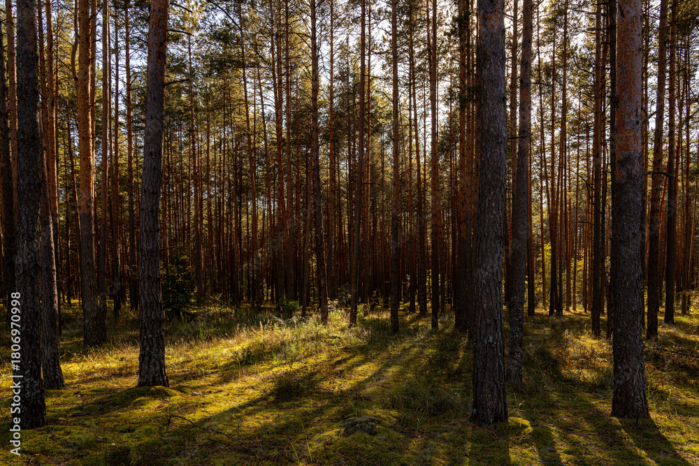 Obraz premium Sunrise or sunset in tall pine forest with long shadows on mossy ground. Nature landscape for tranquility and wilderness. Natural scenic view for wallpapers.