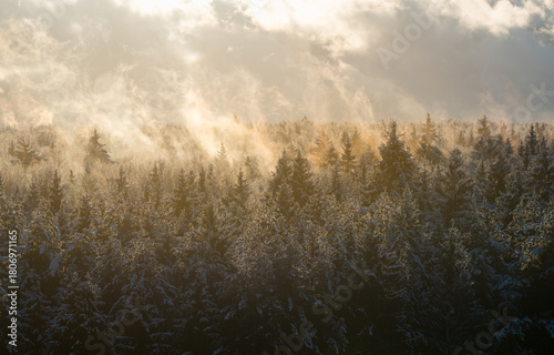 Hazy snowy winter forest dramatic landscape view from high-angle on horizon. Mysterious foggy panorama of fir trees in misty woods and sunlight shine in the fog