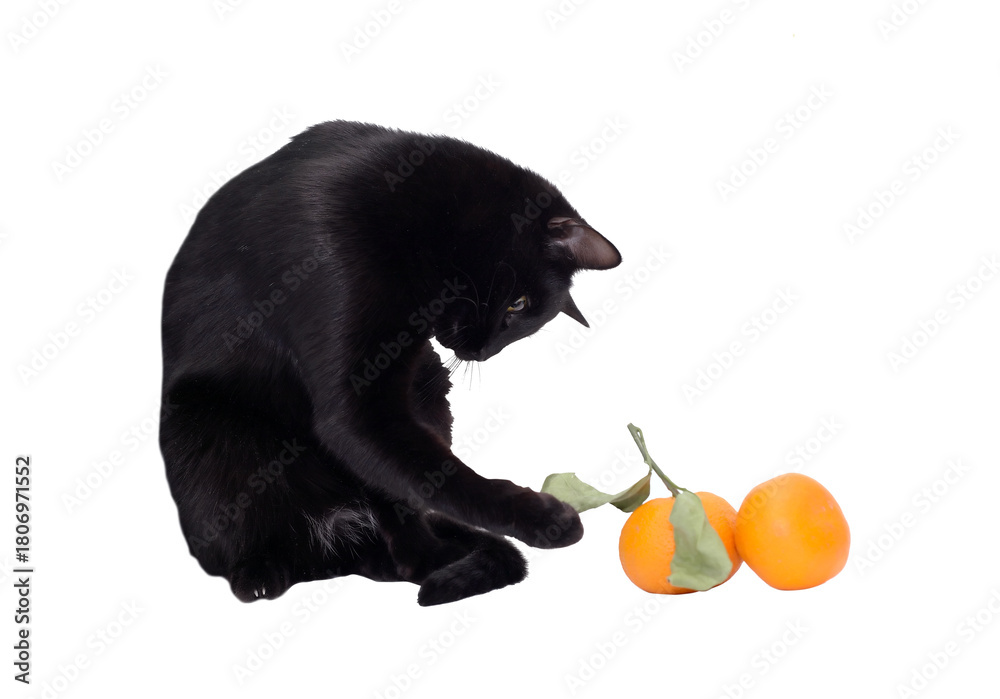 custom made wallpaper toronto digitalCat And Tangerines